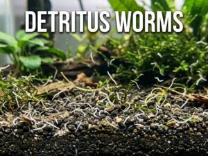 Detritus Worms: How To Get Rid Of Them & Causes In [cy]