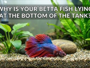 Why Is Your Betta Fish Lying At The Bottom Of The Tank?