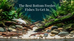 The 14 Best Bottom Feeder Fishes To Get In 2026