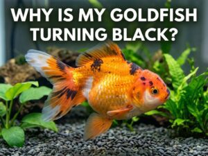 Why Is My Goldfish Turning Black? Causes With Treatment