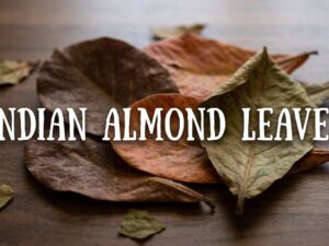 Indian Almond Leaves: Uses, Benefits, All You Need To Know