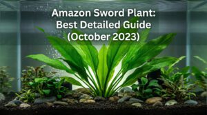 Amazon Sword Plant: Best Detailed Guide (%currentmonth% %currentyear%)