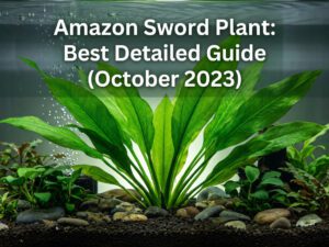 Amazon Sword Plant: Best Detailed Guide (%currentmonth% %currentyear%)