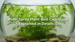 Water Sprite Plant: Best Care Guide Explained in Details (2022)