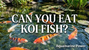 Can You Eat Koi Fish? Safety, Taste & Truth Revealed | 2026