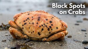 Black Spots on Crabs: Are They Safe? Complete Guide | 2026