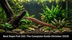 Best Rope Fish 101: The Complete Guide (%currentmonth% %currentyear%)