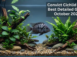 Convict Cichlid Care: Best Detailed Guide (%currentmonth% %currentyear%)