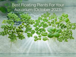 15 Best Floating Plants For Your Aquarium (%currentmonth% %currentyear%)