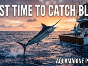 Best Time to Catch Blue & Stone Crabs in SC | [cy] Guide