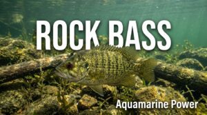 Rock Bass: Complete ID Guide, Fishing Tips & Facts | 2026