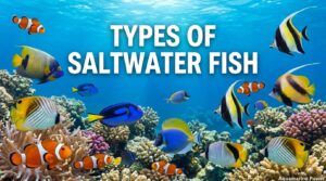 50+ Types of Saltwater Fish: Names, Pictures & Species Guide