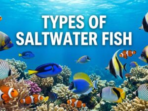 50+ Types of Saltwater Fish: Names, Pictures & Species Guide