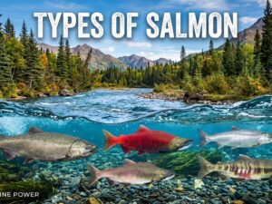 6 Types of Salmon: Complete Guide & Identification
