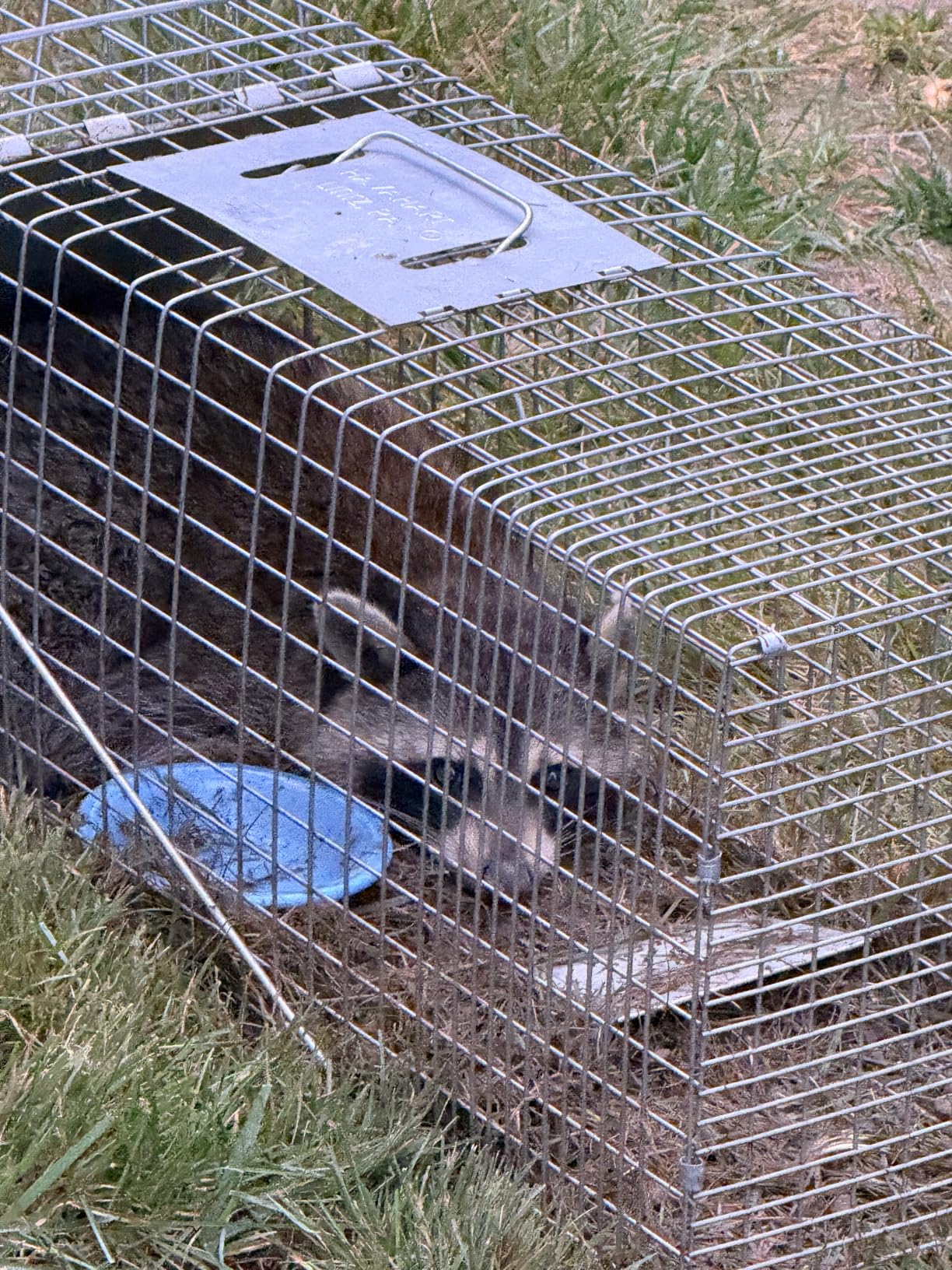 Havahart Large 1-Door Live Animal Trap for Raccoons, Cats, Bobcats, Beavers | Heavy Duty Humane Catch and Release Cage Trap for Outdoor Pest Control, 1079SR customer photo 1