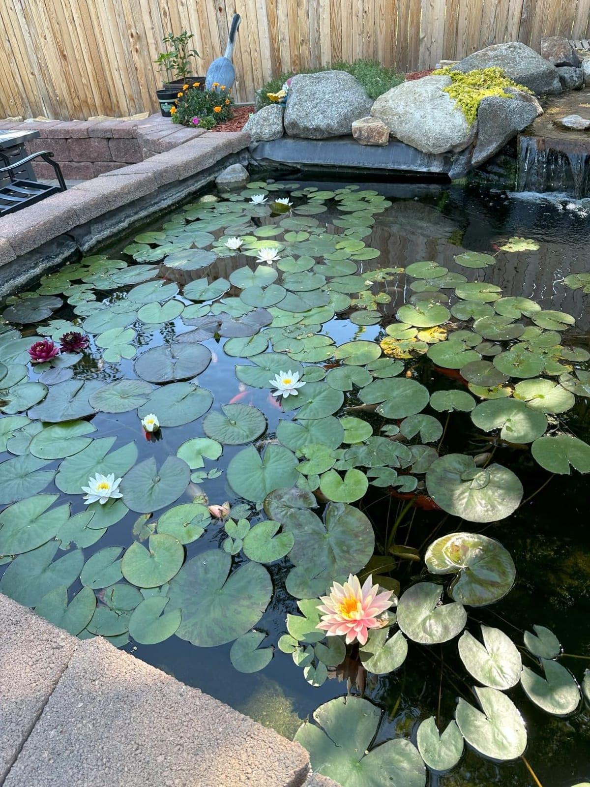 MICROBE-LIFT PL Pond Bacteria and Outdoor Water Garden Cleaner, Safe for Live Koi Fish, Plant Life, and Decor, 32 Ounces customer photo 1