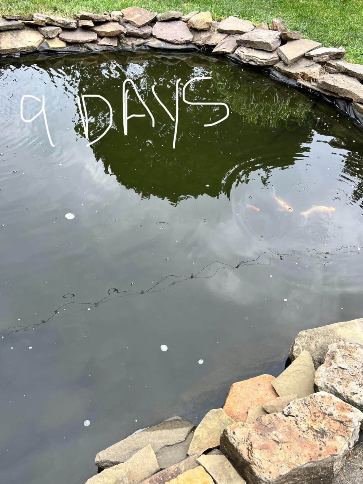 MICROBE-LIFT PL Pond Bacteria and Outdoor Water Garden Cleaner, Safe for Live Koi Fish, Plant Life, and Decor, 32 Ounces customer photo 2