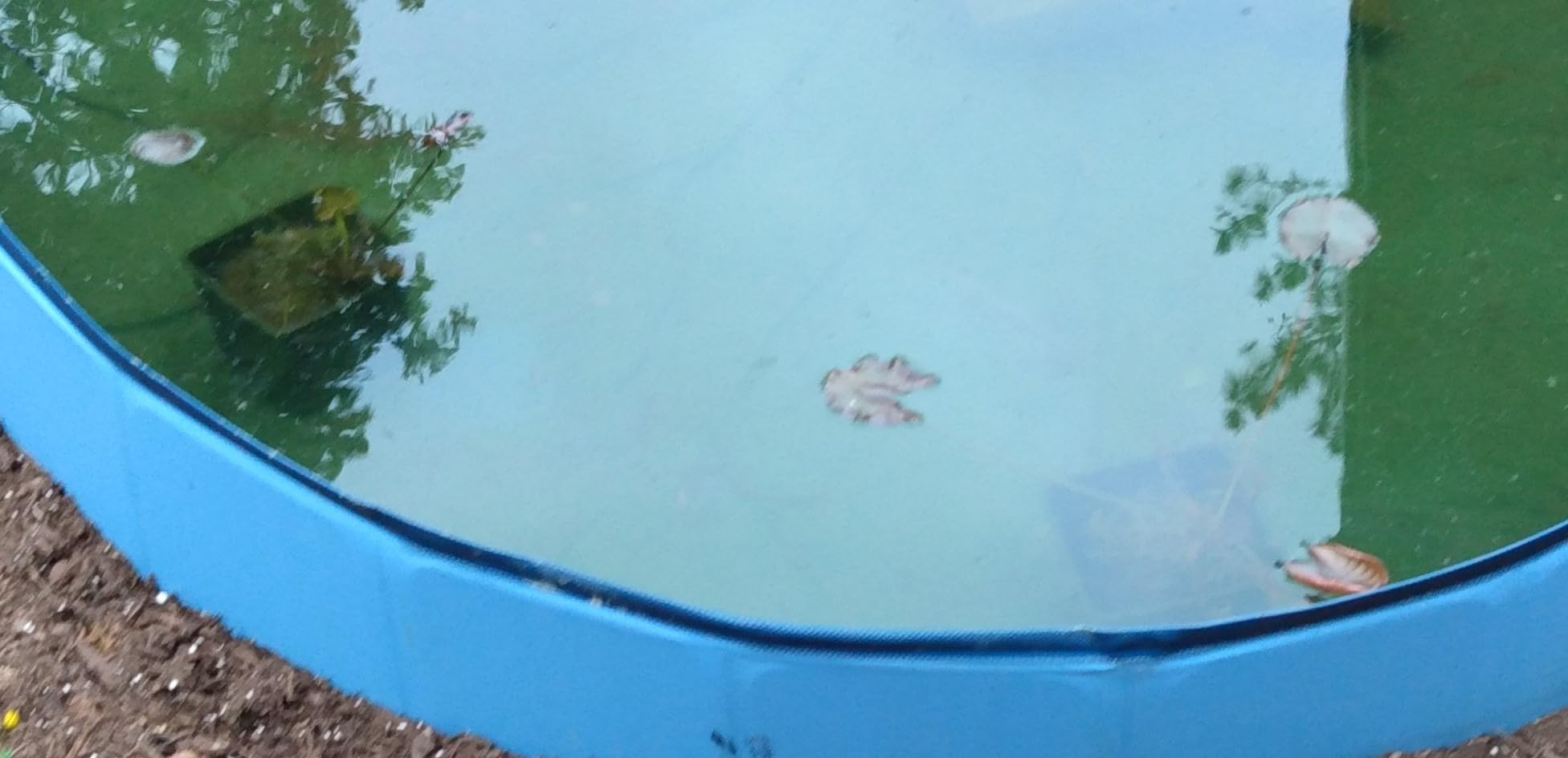 MICROBE-LIFT 10XSSCX1 Spring and Summer Pond and Outdoor Water Garden Cleaner, Safe for Live Koi Fish, Plant Life, and Decor, 16 Ounces customer photo 1