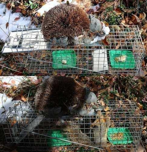 Havahart Medium 1-Door Live Animal Trap, Galvanized Steel Cage | Humane Catch and Release for Rabbit, Skunk, Mink, and Squirrel, Spring-Loaded Door, 1078SR customer photo 1