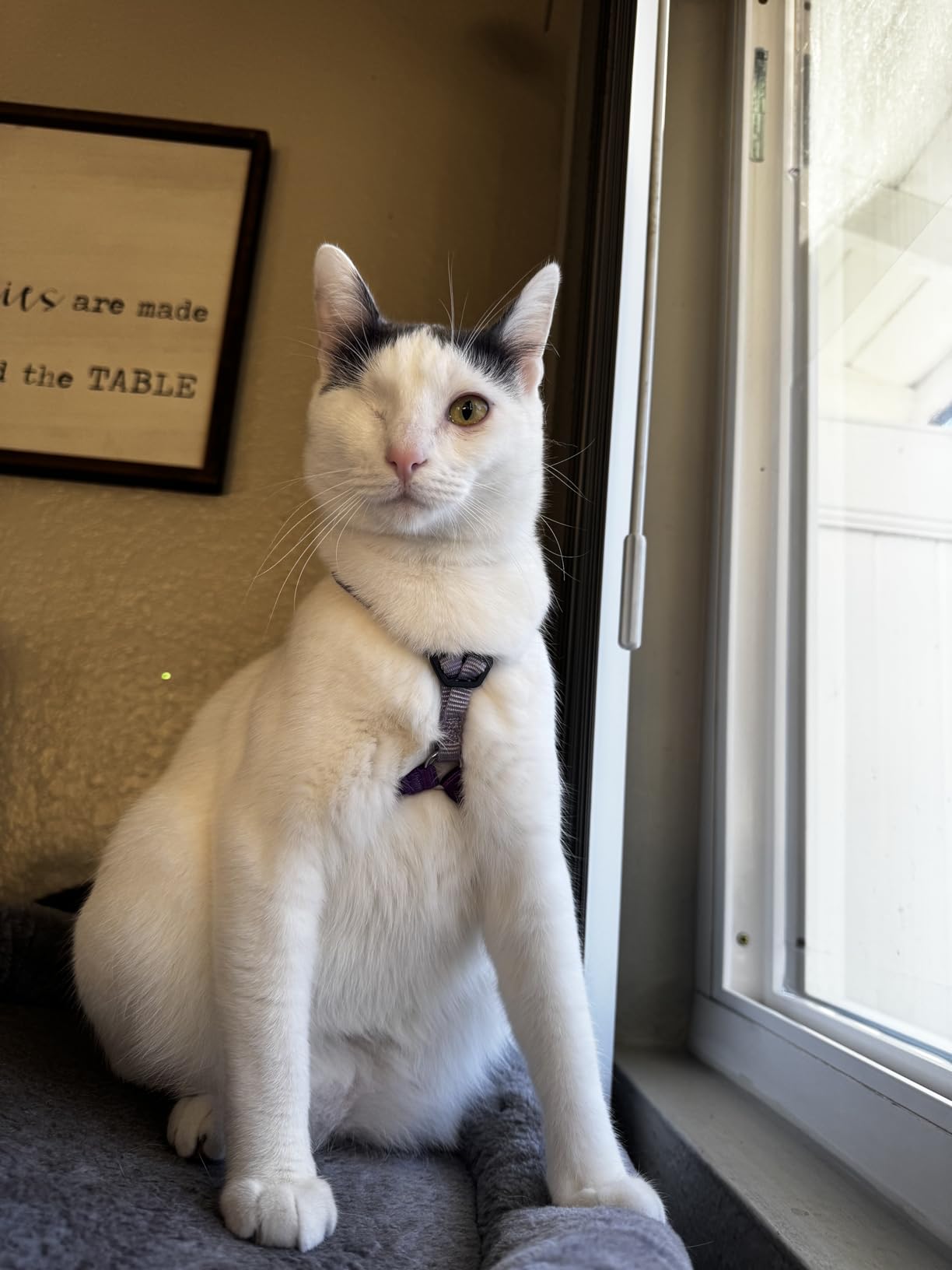 PetSafe Come With Me Kitty Harness and Bungee Cat Leash, Medium, LILAC/BRIGHT PURPLE | Adjustable 2-Point Fit Applies Gentle Pressure to Shoulders, Not Neck, for Small & Average Cats with 10.5 in - 14 in Girth customer photo 1