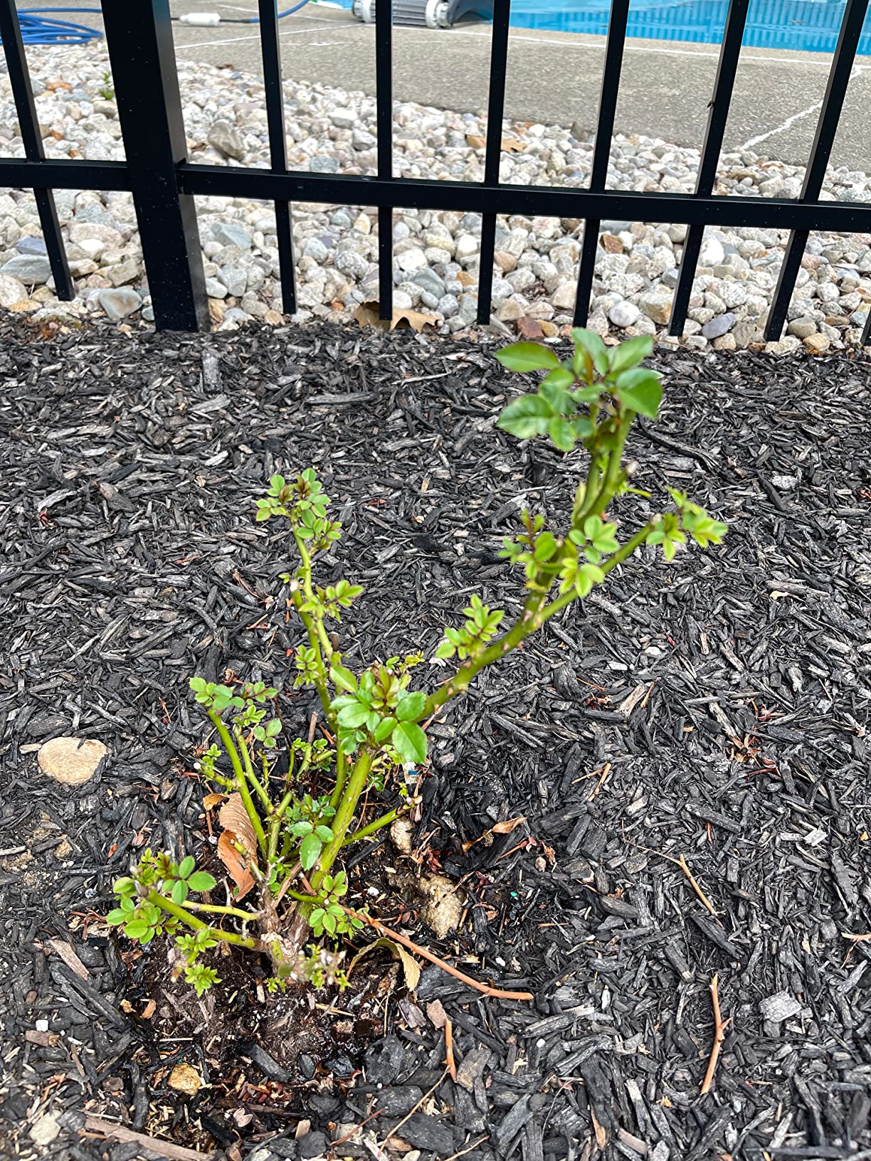 I Must Garden Rabbit Repellent: Natural Mint Scent Spray for Plants - 32oz | Natural Mint Scent, Spray for Plants customer photo 1
