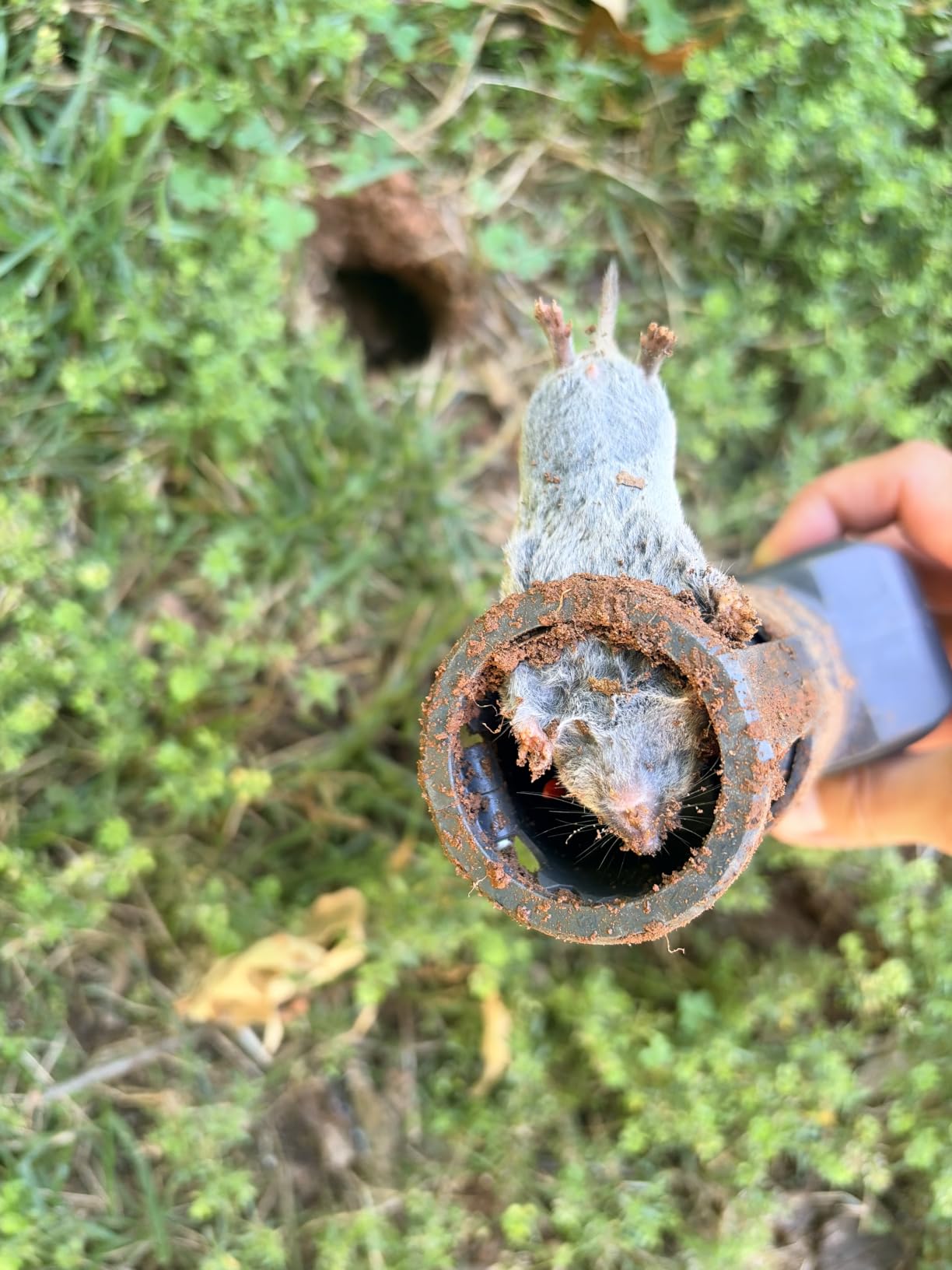 SWISSINNO Gopher & Vole Trap PRO SuperCat - Reusable Tunnel Trap with Dual-Trigger System customer photo 1