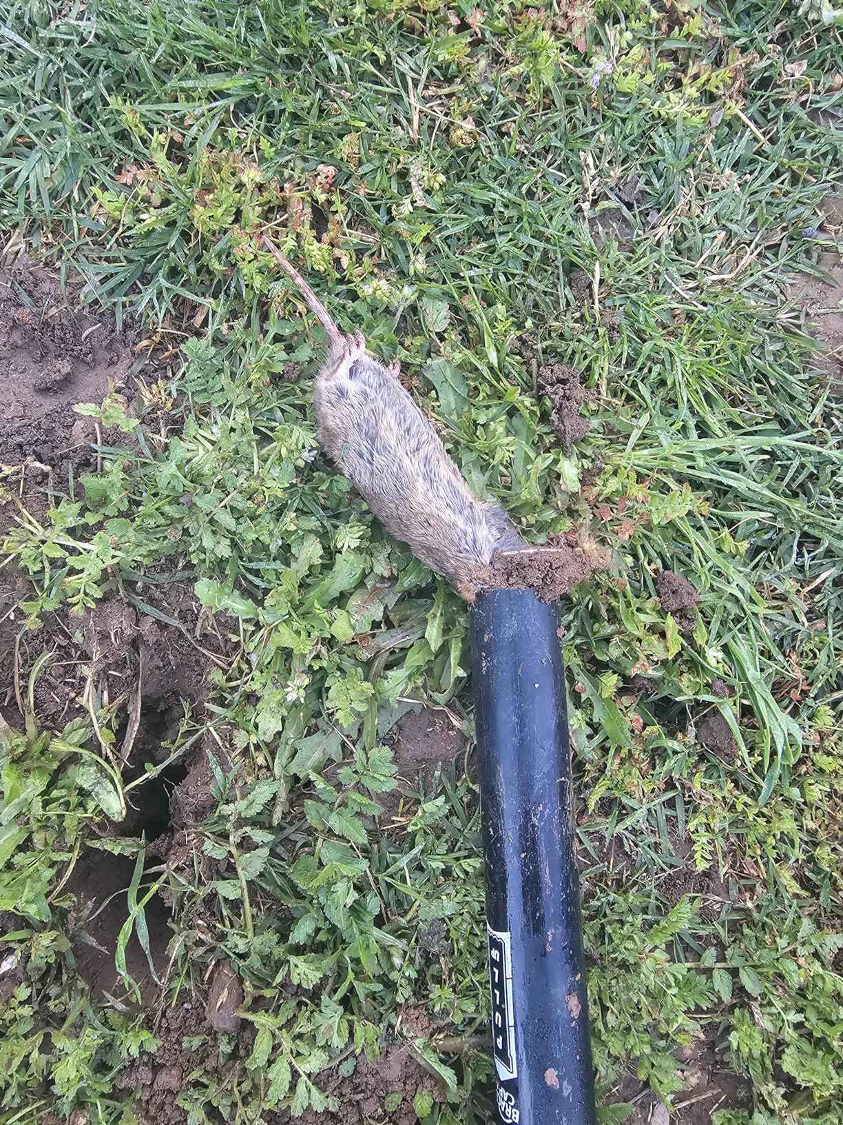 SWISSINNO Gopher & Vole Trap PRO SuperCat - Reusable Tunnel Trap with Dual-Trigger System customer photo 2