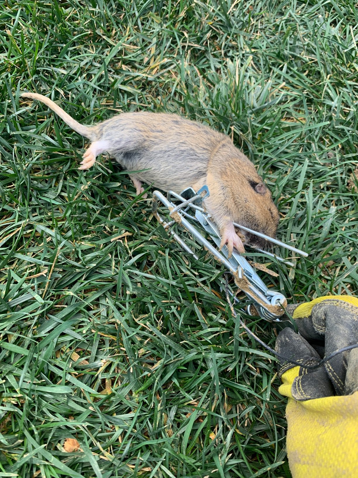 Victor Easy Set Gopher Trap, 2-Pack, Weather-Resistant Pincher-Style Traps, M0611 customer photo 1