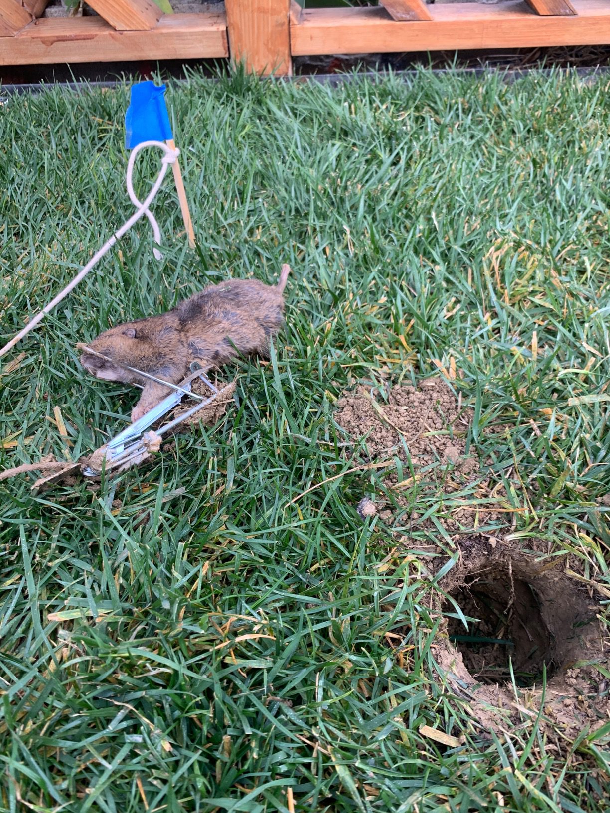 Victor Easy Set Gopher Trap, 2-Pack, Weather-Resistant Pincher-Style Traps, M0611 customer photo 2
