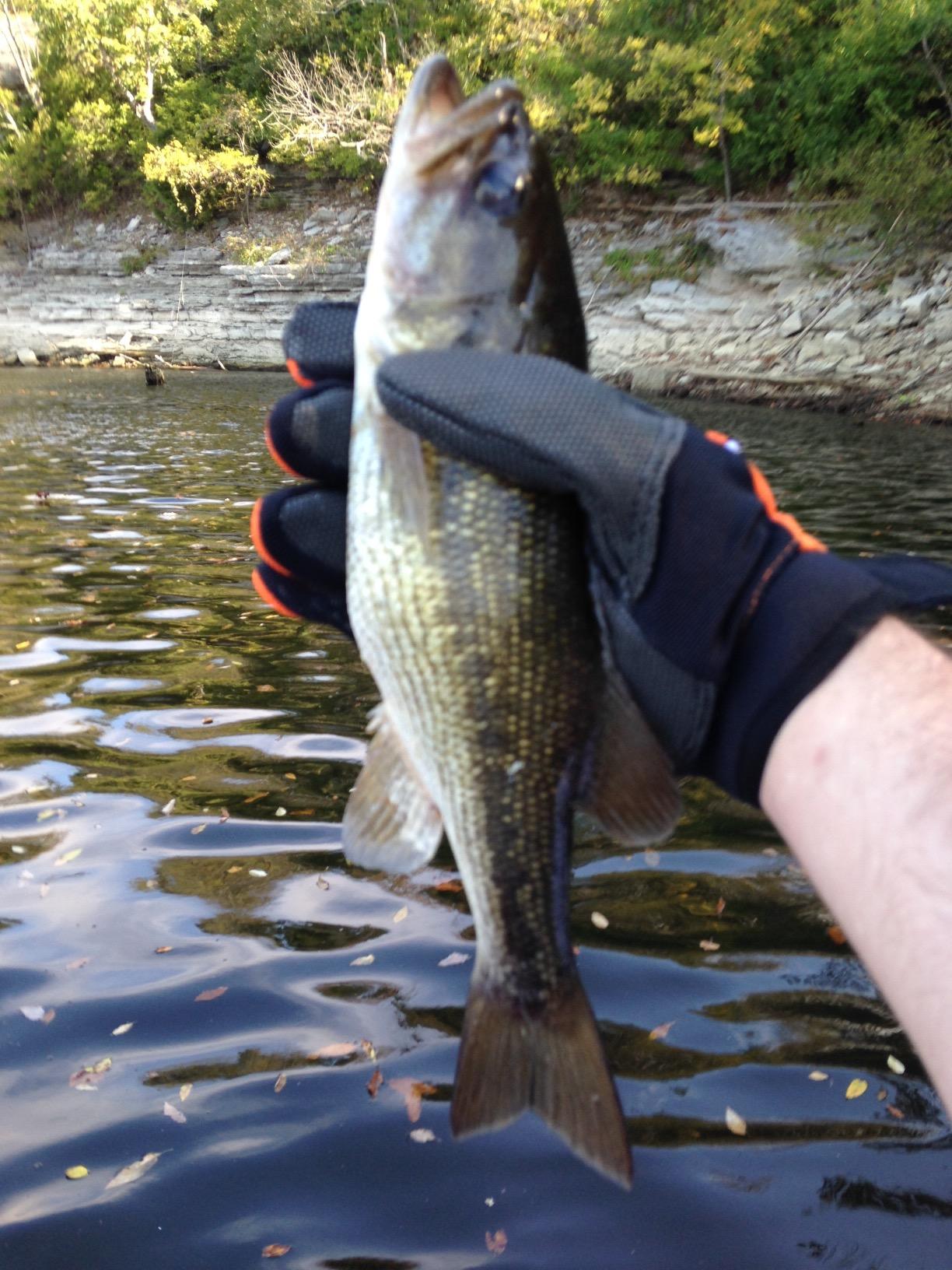Lindy Fish Handling Glove Puncture-Proof and Cut Resistant Fish-Grabbing Glove customer photo 1