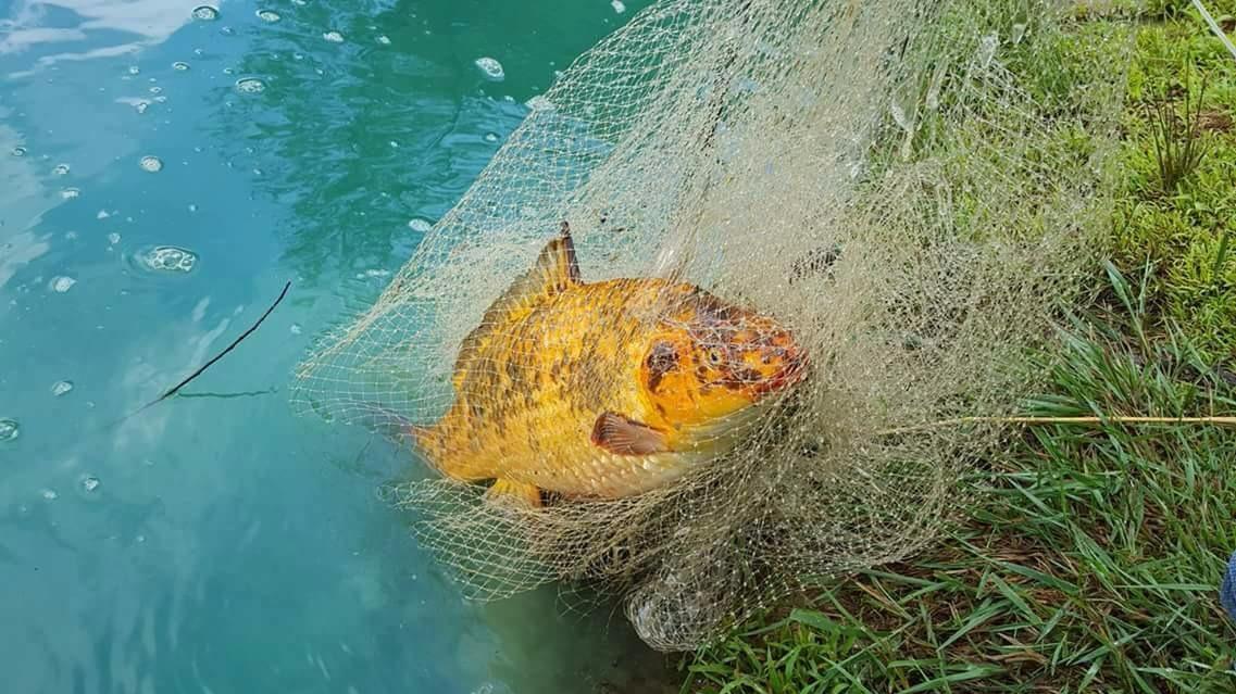 Betts Old Salt Premium Cast Net for Bait Fish with Utility Box customer photo 1