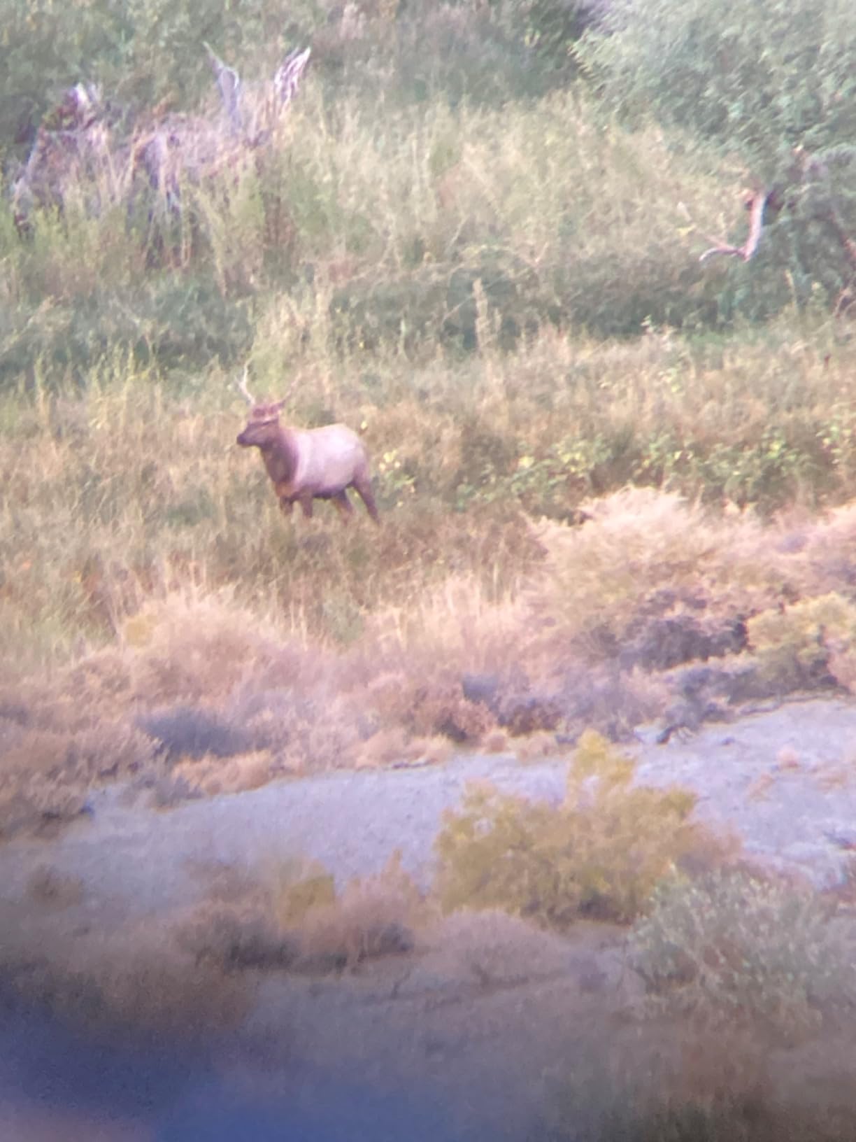 Primos Hunting Cow Girl Call customer photo 1