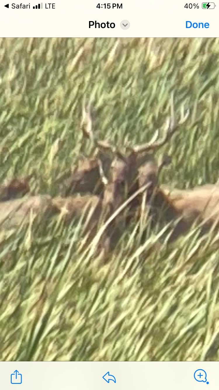 Primos Hunting Cow Girl Call customer photo 2