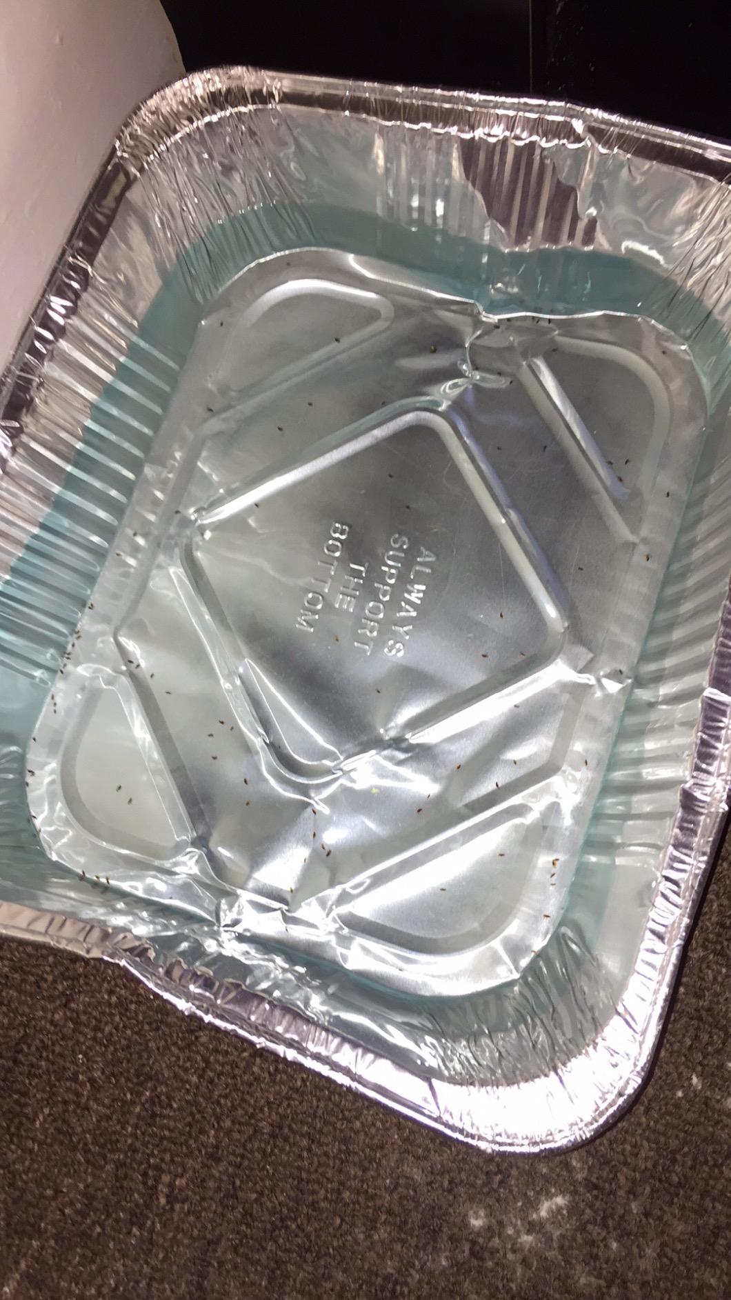 Zoecon - Precor Plus Fogger - 3 x 3 oz. cans customer photo 2
