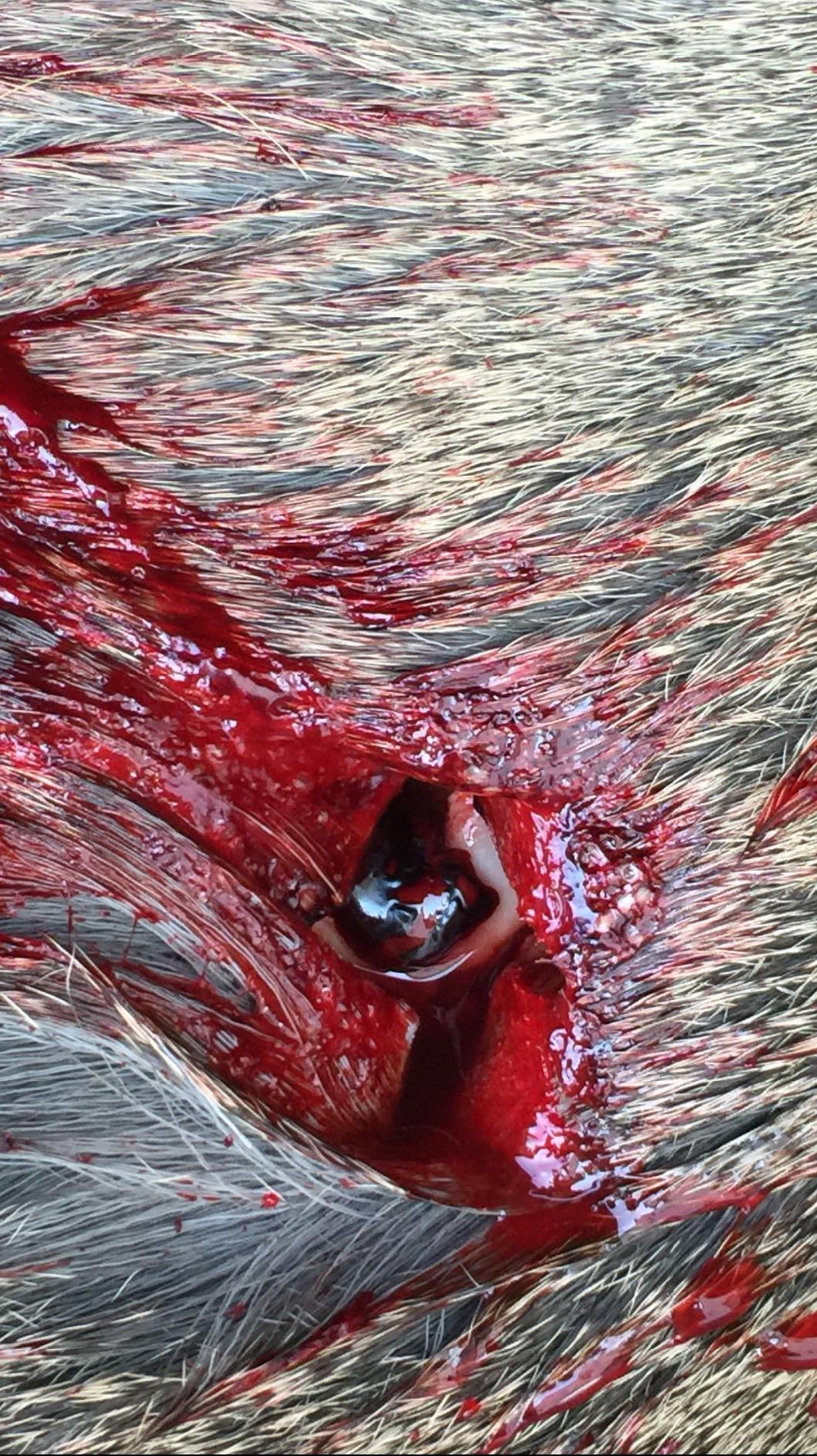 Muzzy Broadhead customer photo 1