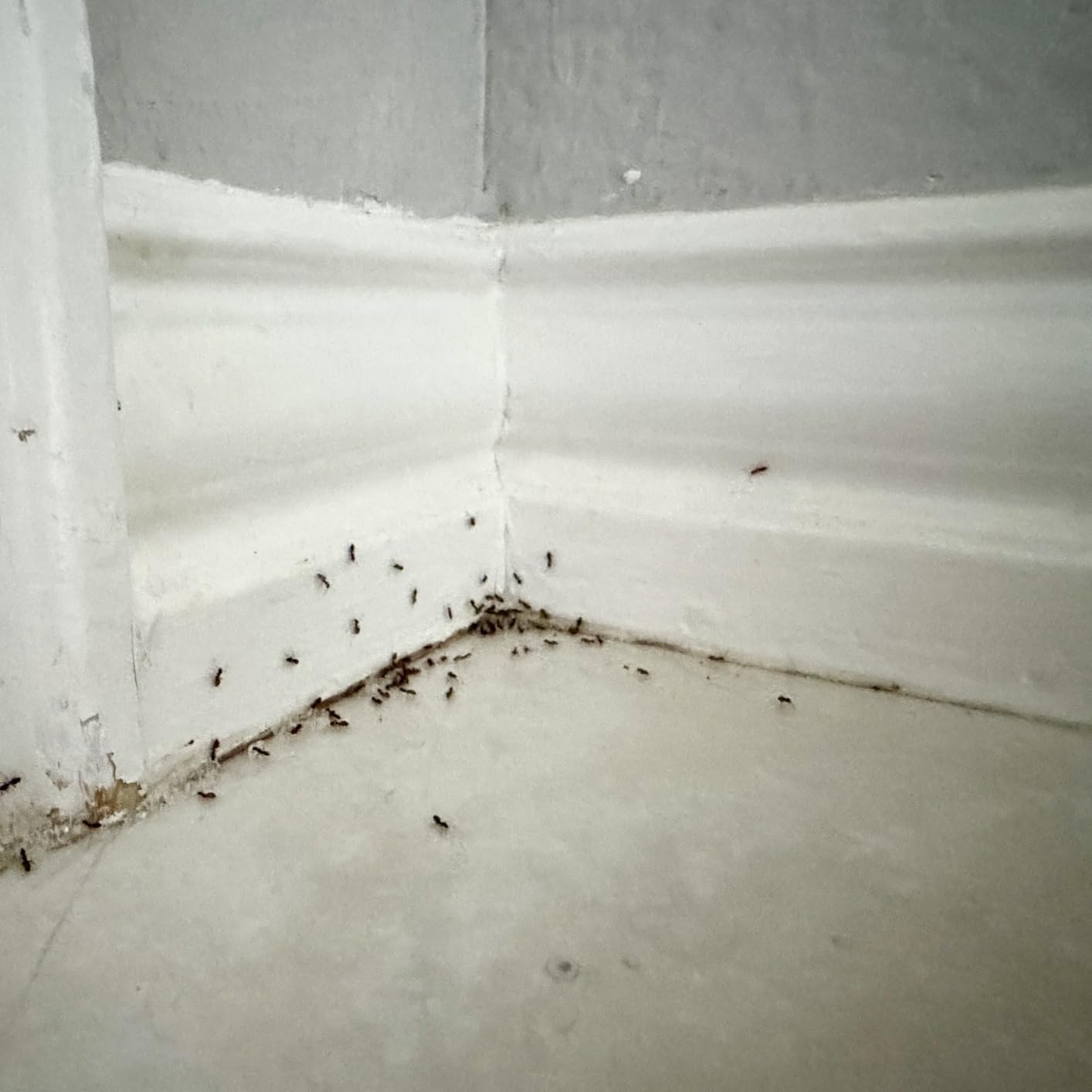 Syngenta - TRTD11568 - Optigard Ant Bait Gel Box - 4 Tubes w/ Plunger - 30g each tube, White customer photo 1