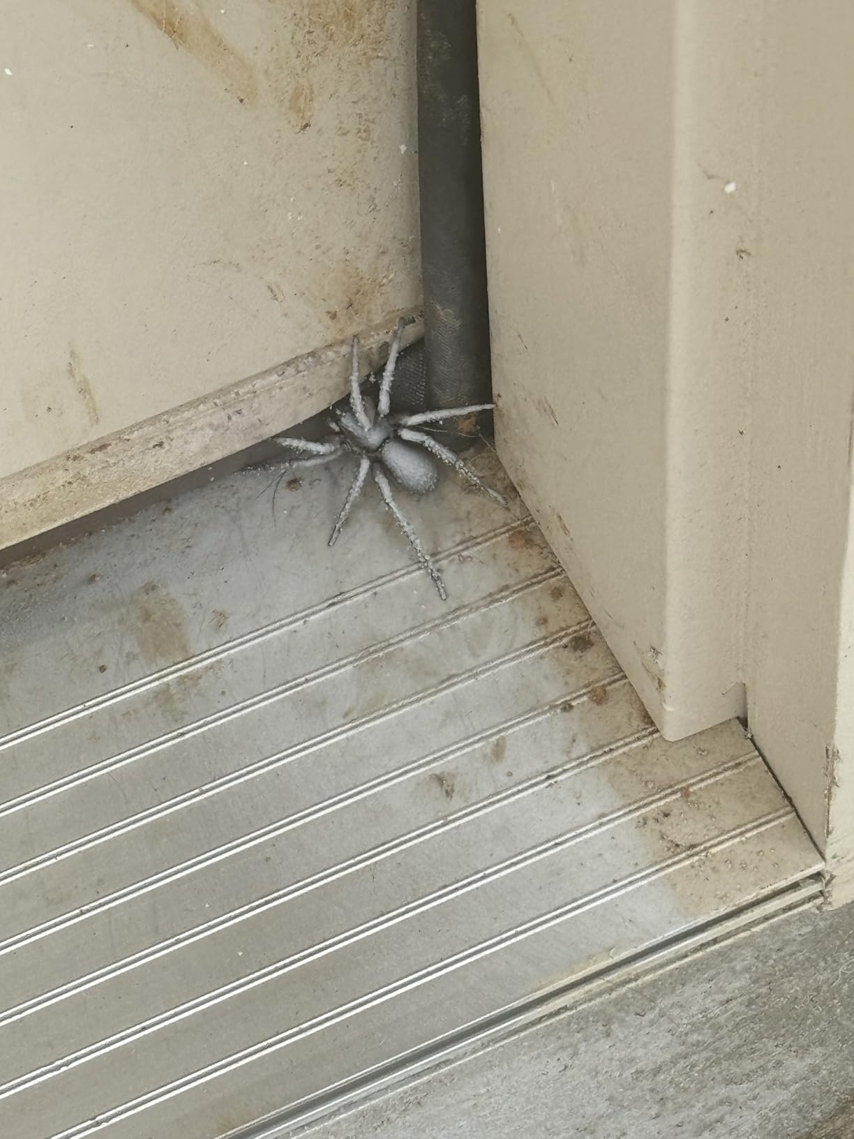 Raid Max Spider and Scorpion Killer, Kills Spiders, Scorpions, Roaches, Ants, Waterbugs, Earwigs, 12 Oz customer photo 1