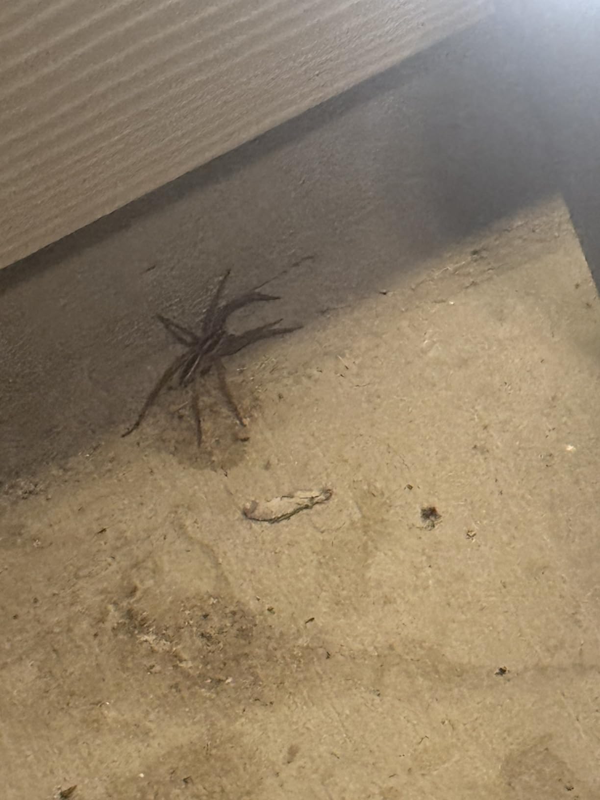 Raid Max Spider and Scorpion Killer, Kills Spiders, Scorpions, Roaches, Ants, Waterbugs, Earwigs, 12 Oz customer photo 2