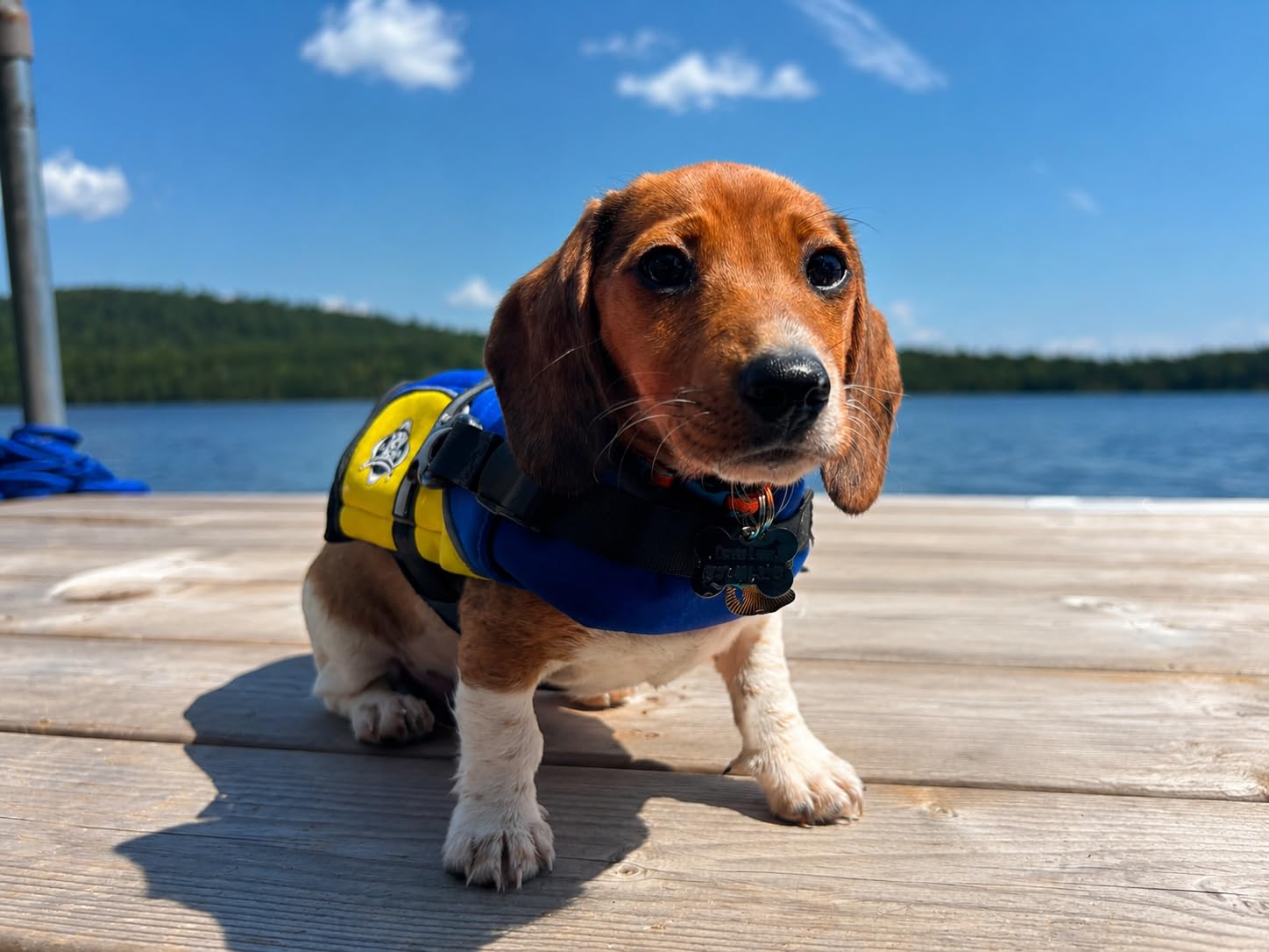 Dog Life Jacket - Premium Swim Vest with SafeChin Anti-Choke Collar | PAWS Aboard Red | RapidLift Rescue Handle, D-Ring, Reflective Trim | Boating, Kayaking, Pool | X-Small (6-15 lbs) customer photo 1