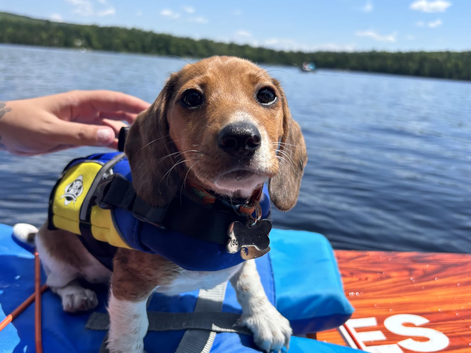 Dog Life Jacket - Premium Swim Vest with SafeChin Anti-Choke Collar | PAWS Aboard Red | RapidLift Rescue Handle, D-Ring, Reflective Trim | Boating, Kayaking, Pool | X-Small (6-15 lbs) customer photo 2