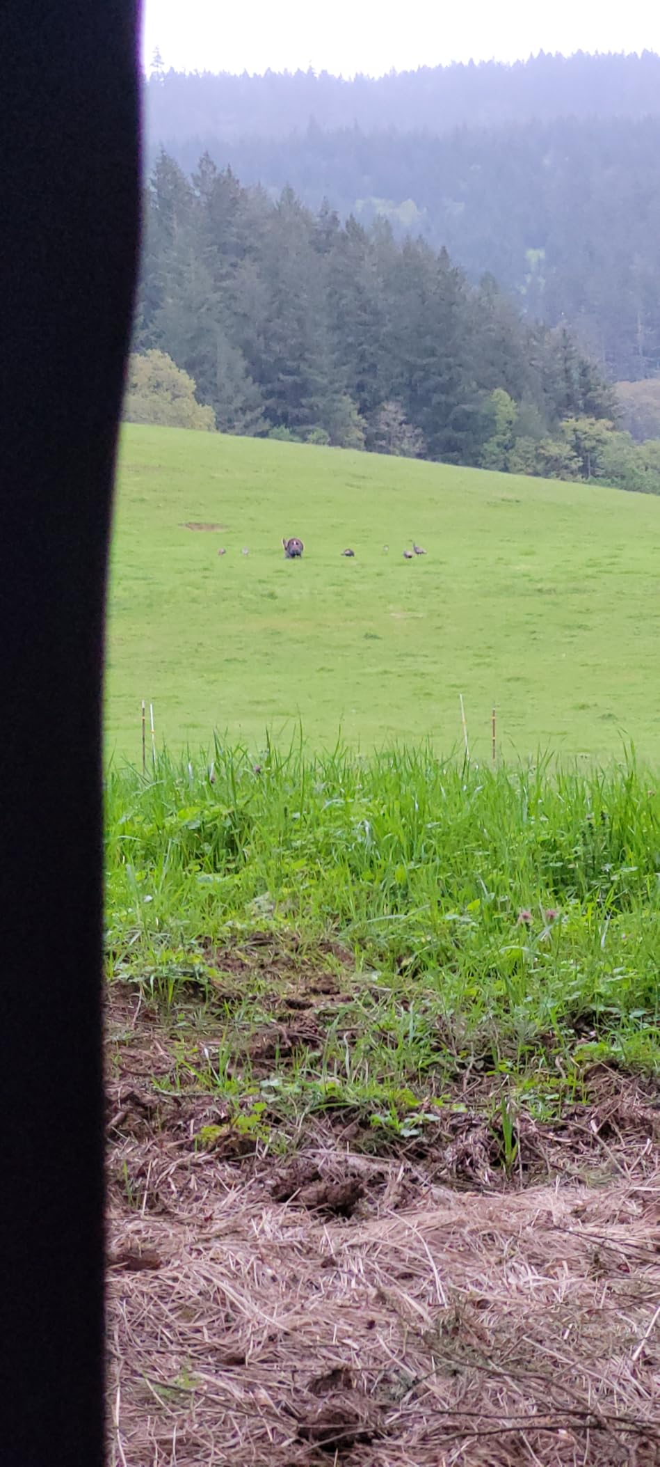 Hunters Specialties Raspy Old Hen Combo Kit - Turkey Game Calls Combo Pack - Wide Range of Turkey Sounds customer photo 1