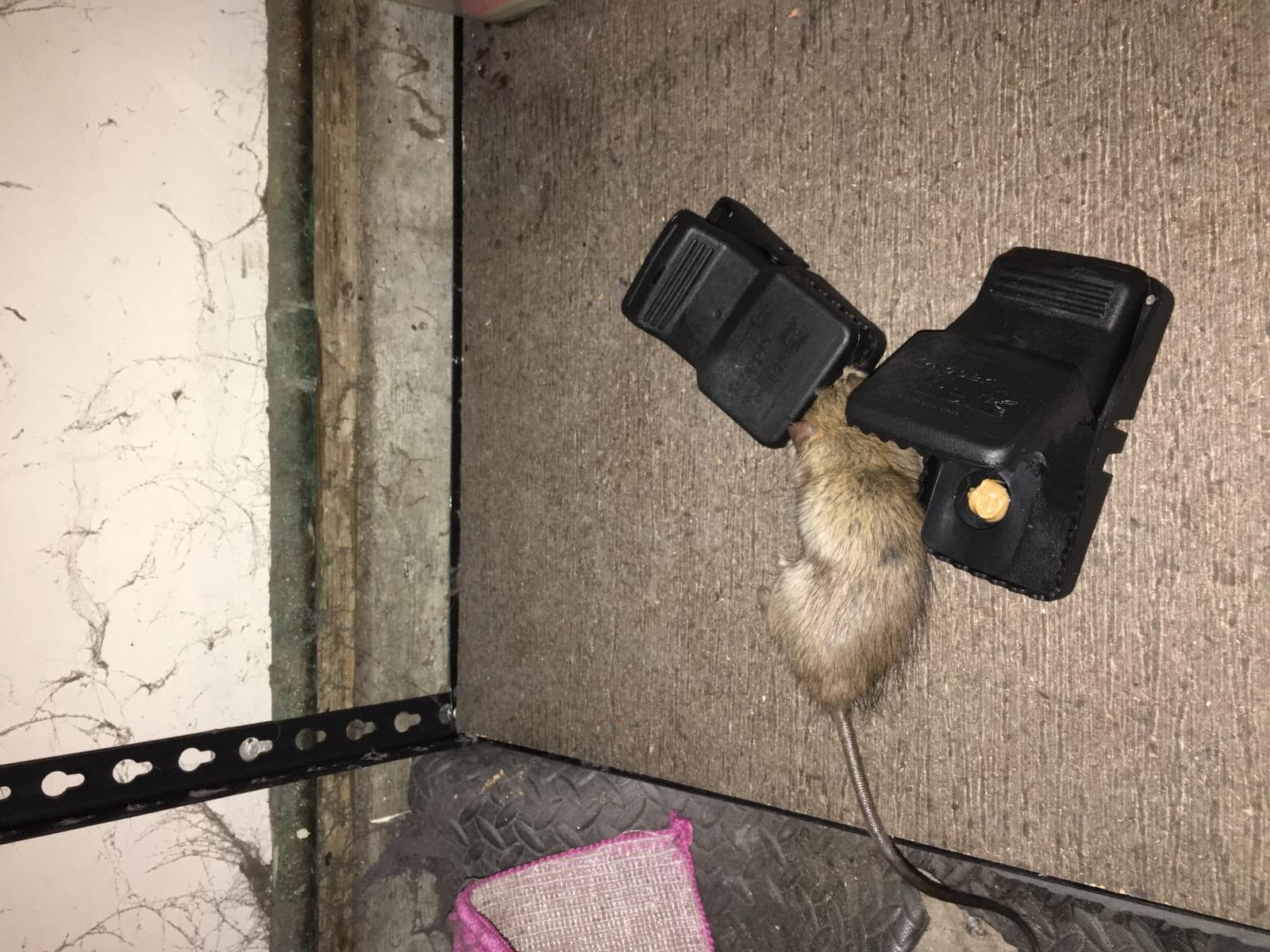 Bell Labs Trapper T-Rex Rat Trap (4 Traps) customer photo 1