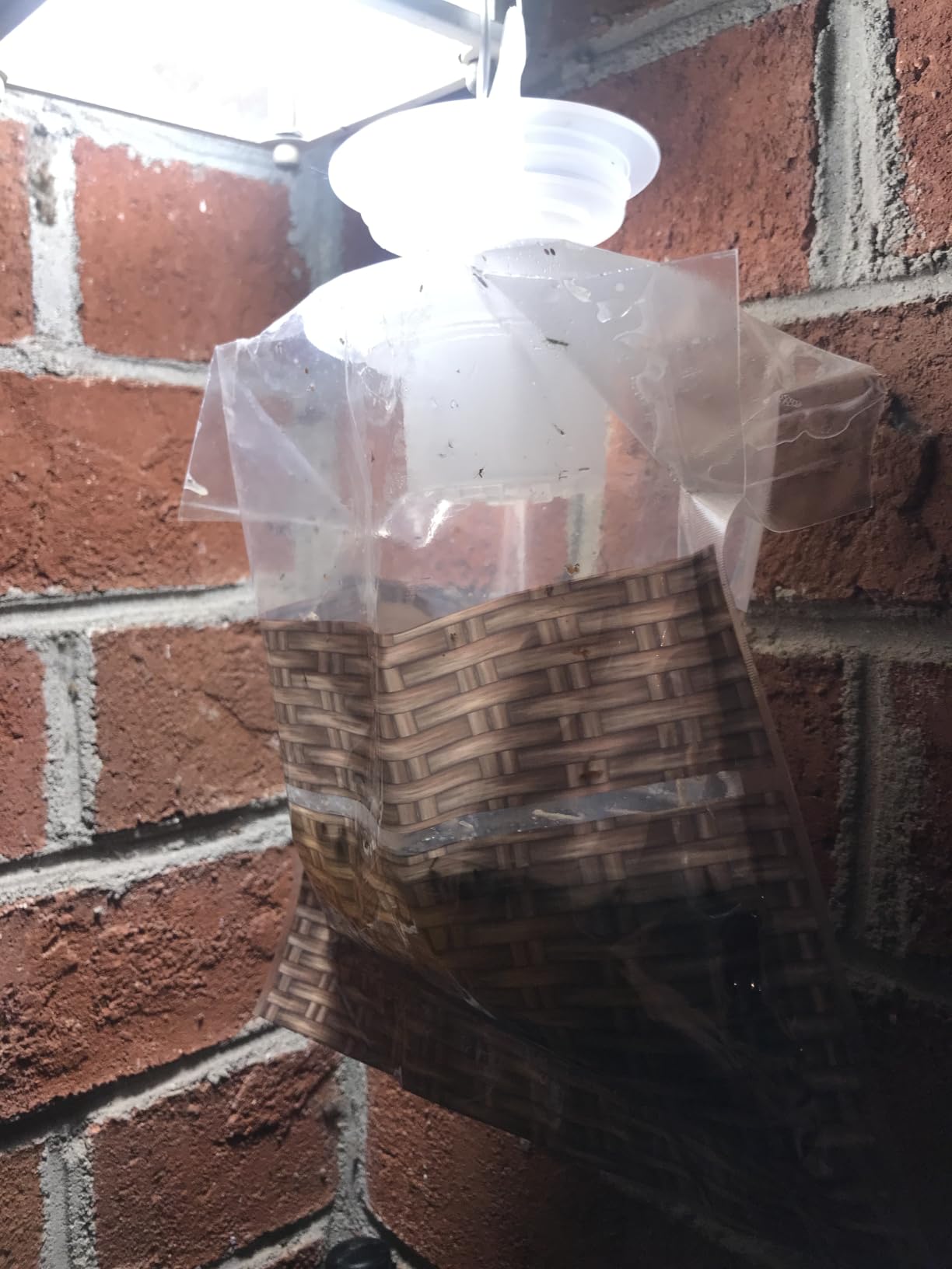 Black Flag Disposable Fly Trap - Attracts & Traps All Major Fly Species, Leak Proof with Discreet Design customer photo 1