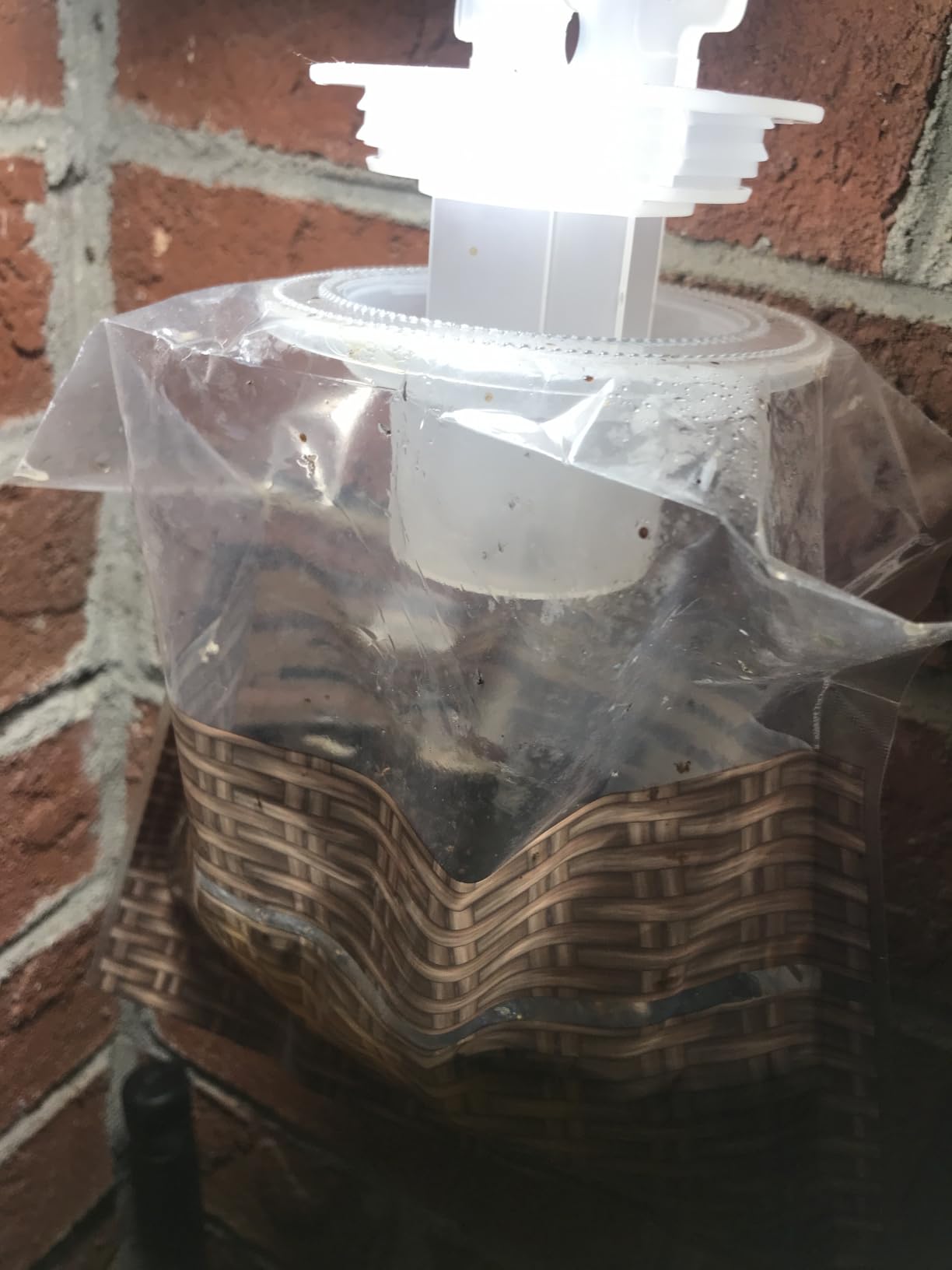 Black Flag Disposable Fly Trap - Attracts & Traps All Major Fly Species, Leak Proof with Discreet Design customer photo 2
