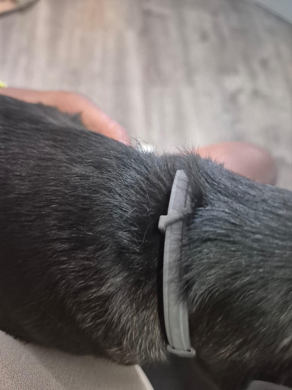 Seresto Small Dog Vet-Recommended Flea & Tick Treatment & Prevention Collar for Dogs Under 18 lbs | 8 Months Protection customer photo 1