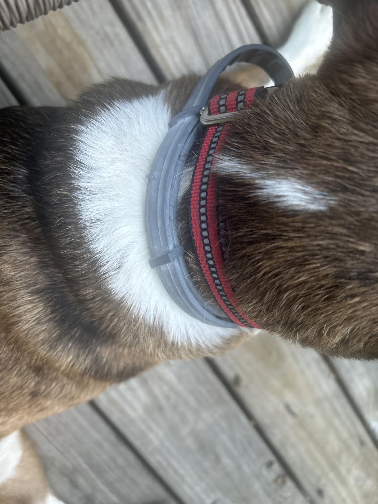 Seresto Flea & Tick Collar For Dogs Over 18 lbs., Treatment & Prevention, Vet-Recommend, 8 Month Protection customer photo 2