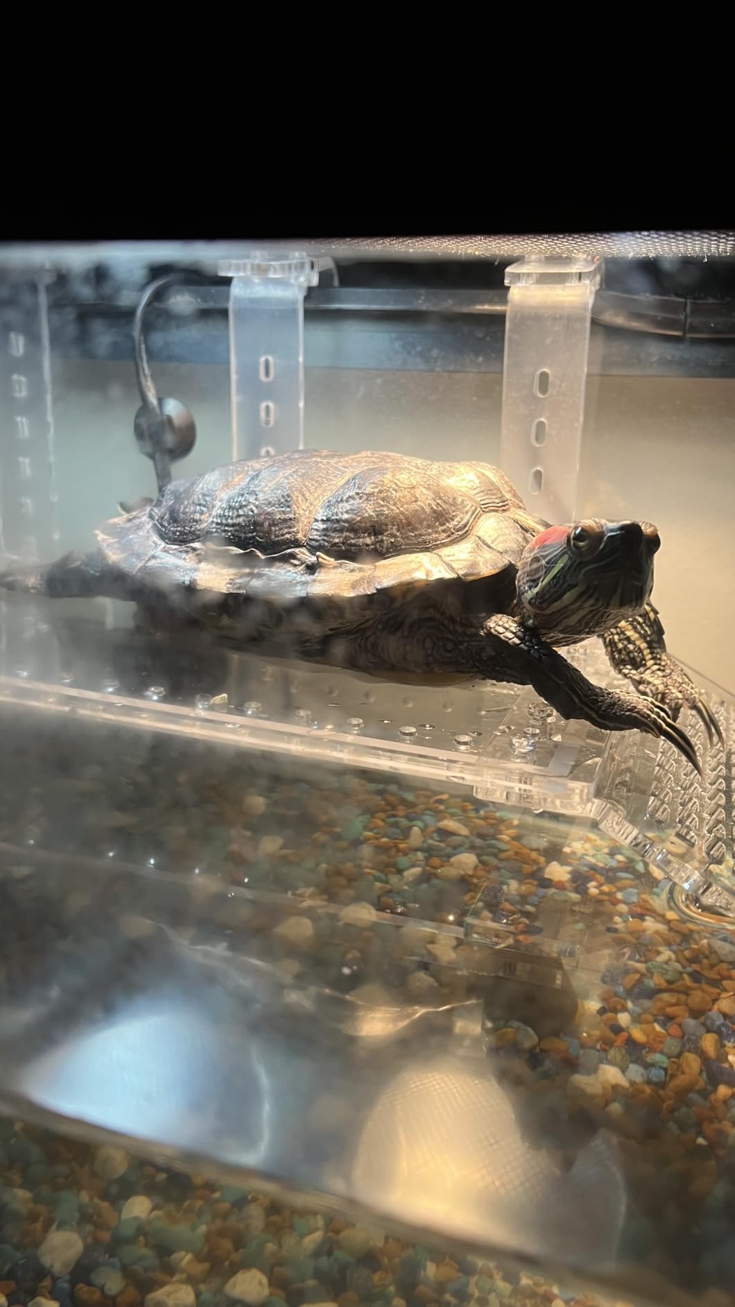 Zoo Med Aquatic Turtle Heat and UVB Lighting Kit customer photo 2