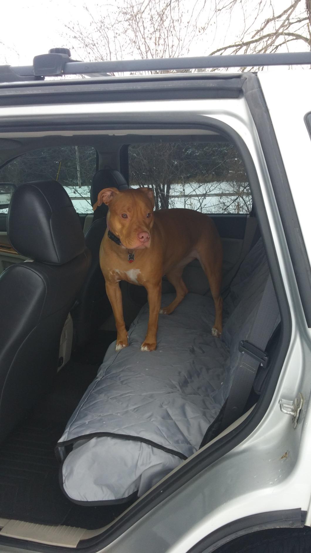 4Knines Heavy-Duty Rear Seat Cover for Dogs - Hammock, Black Reg | K9-Shield waterproof layer, non-slip backing, quick-release clips for easy install and cleanup. Machine washable. customer photo 1