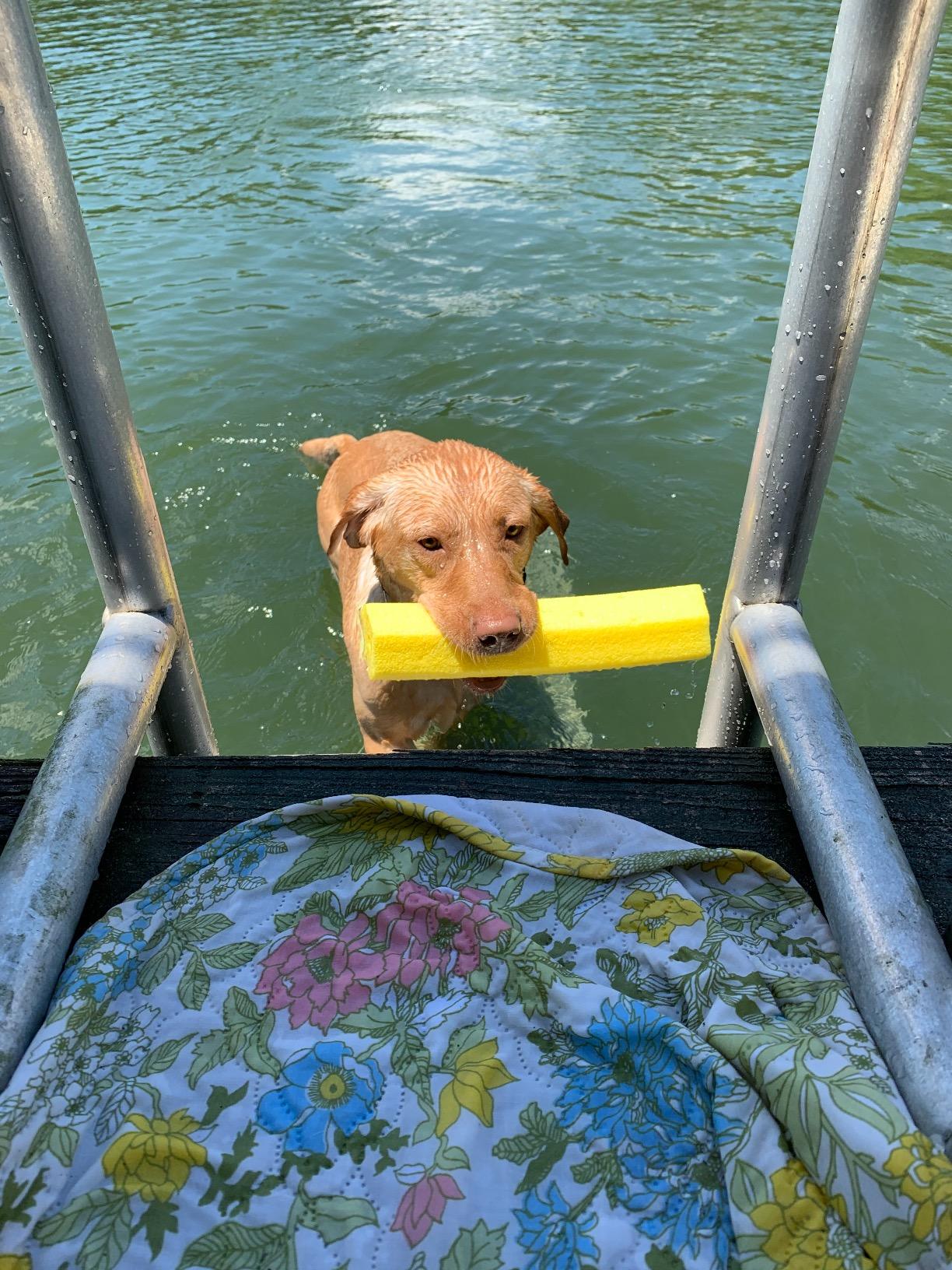 Folding Dog Ladder for Boats, Olive Drab Green customer photo 1