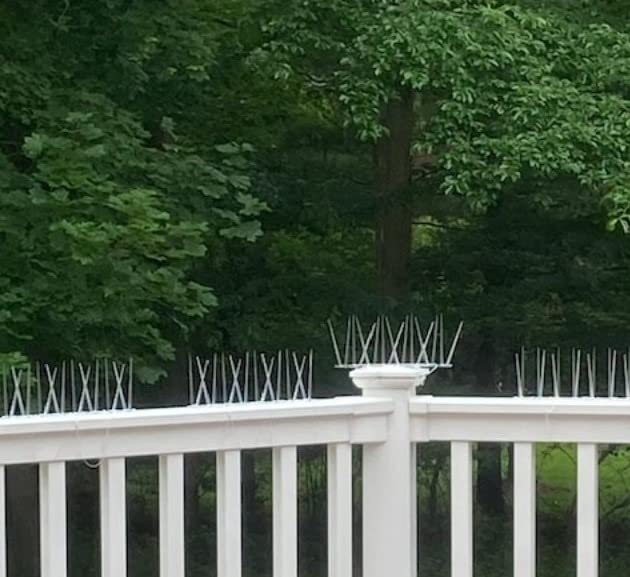 Bird B Gone - EnviroSpike Plastic Anti Bird Spikes (10' Kit) - Humane Deterrent - Stops Pigeons & Birds from Roosting - UV-Stabilized Polycarbonate - for Rooftops, Ledges, Fences, Etc - Made in USA customer photo 2